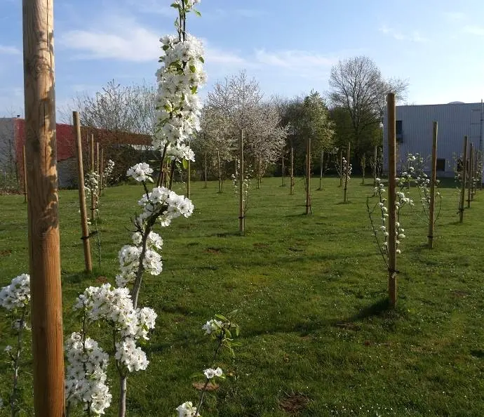Trees in the gardens of Analis in Suarlée Namur