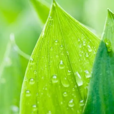 Environmental representation of leafe with water droplet Environmental representation of leafe with water droplet
