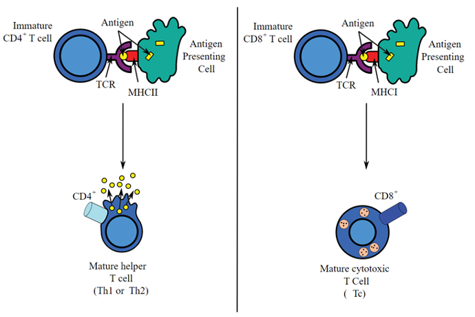 Cellules T