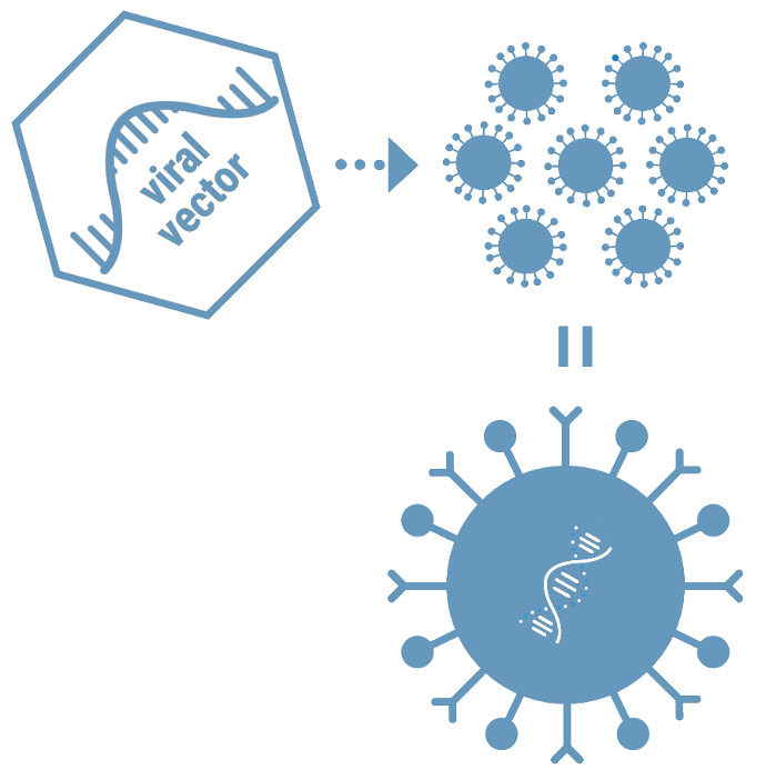 conception et production de vecteurs viraux ATMPs CAR-T thérapies cellulaires et géniques