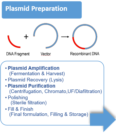 Préparation des plasmides Amplification Récupération Purification