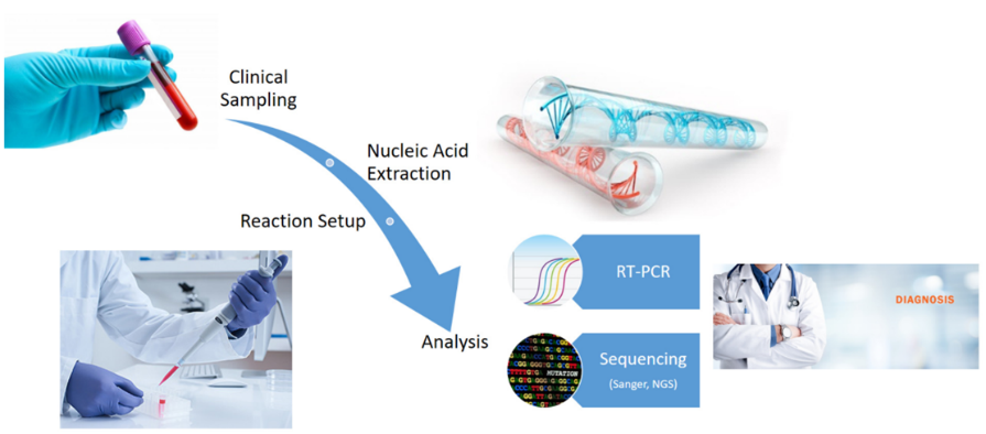 Flux de travail des diagnostics moléculaires échantillonnage clinique extraction d'acide nucléique préparation de l'action analyse RT-PCR Séquençage Sanger NGS