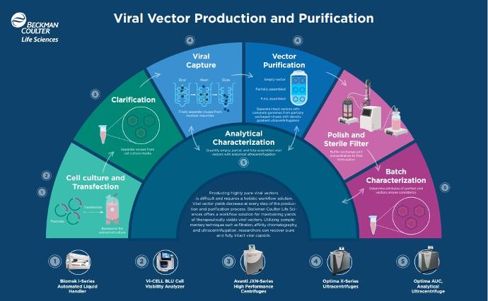 Flux de production et de purification de vecteurs viraux Production et purification de vecteurs viraux à l'aide d'ultracentrifugeuses