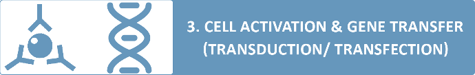 activation cellulaire et transfert de gènes
