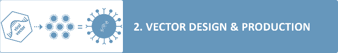 Vector design & production during CAR-T Cell Therapy process