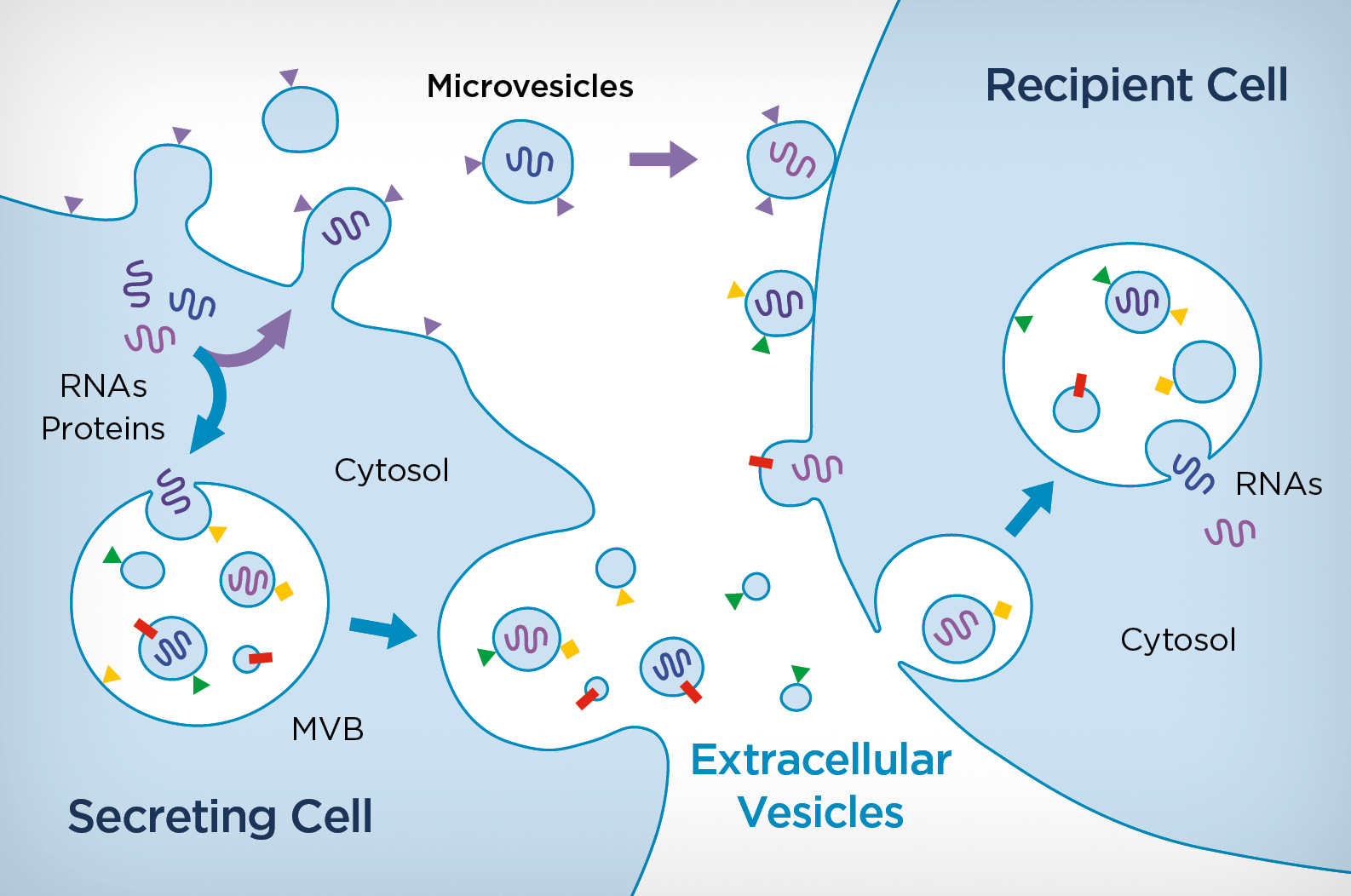 extracellular Vesicle secreting cell