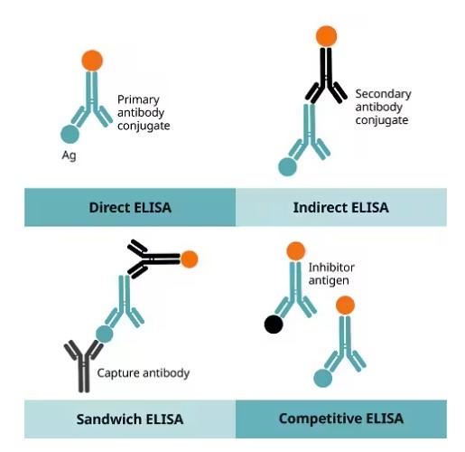 Automating ELISA workflows enhances your efficiency …