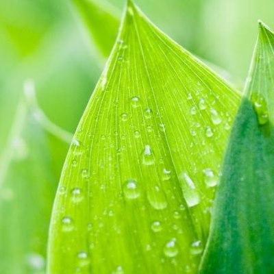 Environnement VELP solvent extraction applicatisurs Envirsurment