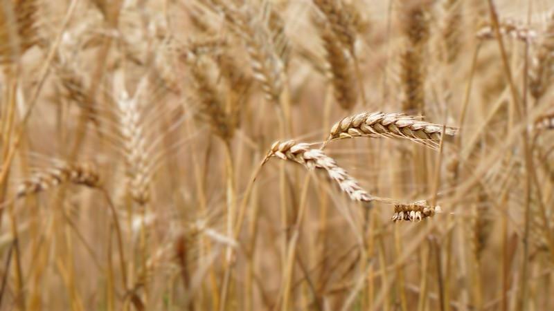 Food, Feed and Beverage Industry VELP Applications Food, Feed and Beverage Industry - Whealth