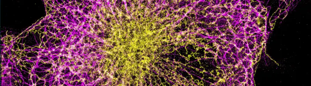 Evident high-end microscopy picture Abbelight SMLM / TIRF Endoplasmic reticulum - Tubulin in COS7 Cells Karoline Friedl NeuroCyto Lab   Endoplasmic reticulum – AF647 Tubulin – CF680 SAFe 360, large FOV, Spectral Demixing Spectral Demixing : Spectral intensity ratio