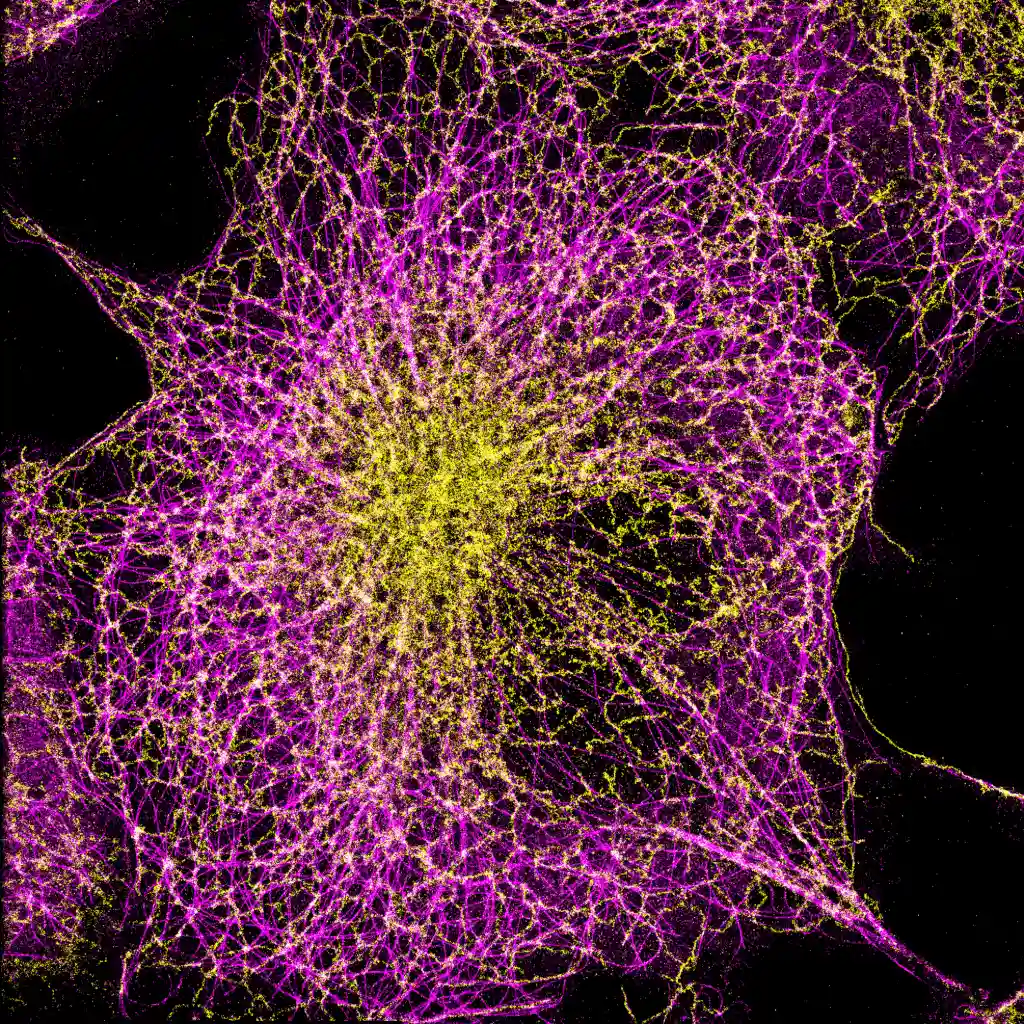 Abbelight Evident Microscopy -  SMLM / TIRF workshop Multicolor Super-Resolution Imaging of COS7 Cells Using Spectral Demixing | NeuroCyto Lab