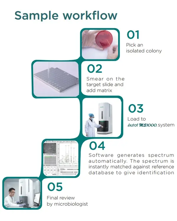 Autobio MALDI-TOF MS Direct method workflow Autobio MALDI-TOF MS Direct method workflow