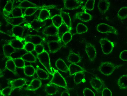 ACOERELA-Mammalian Cell Membrane Dyes