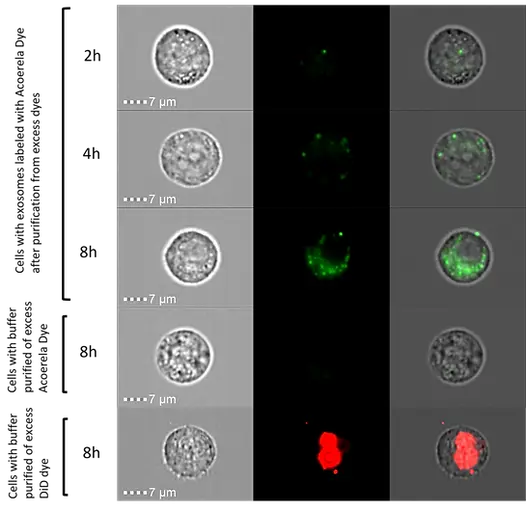 ACOERELA-Imaging Flow Cytometry