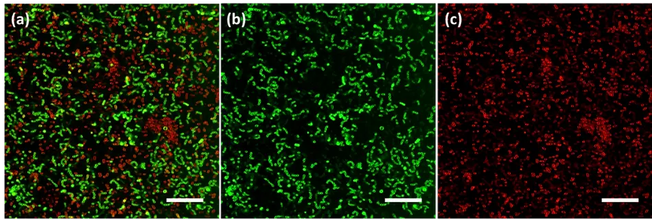 ACOERELA-Bacteria Gram-Selective Dyes