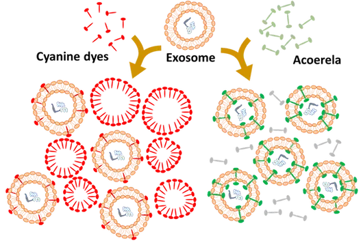 ACOERELA - Extracellular Vesicles Dyes - Exosomes