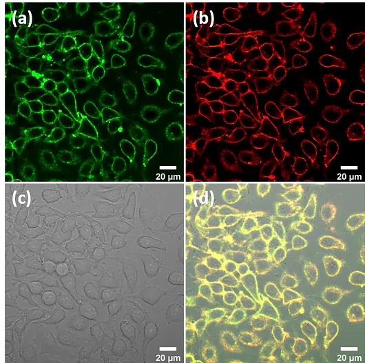 Acoerela cell membrane dye