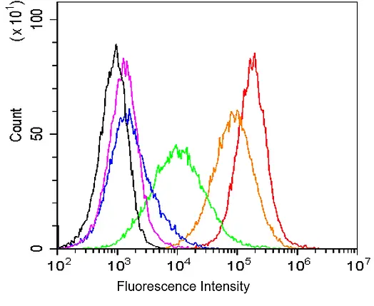 ACOERELA_Acoerela cell division tracking