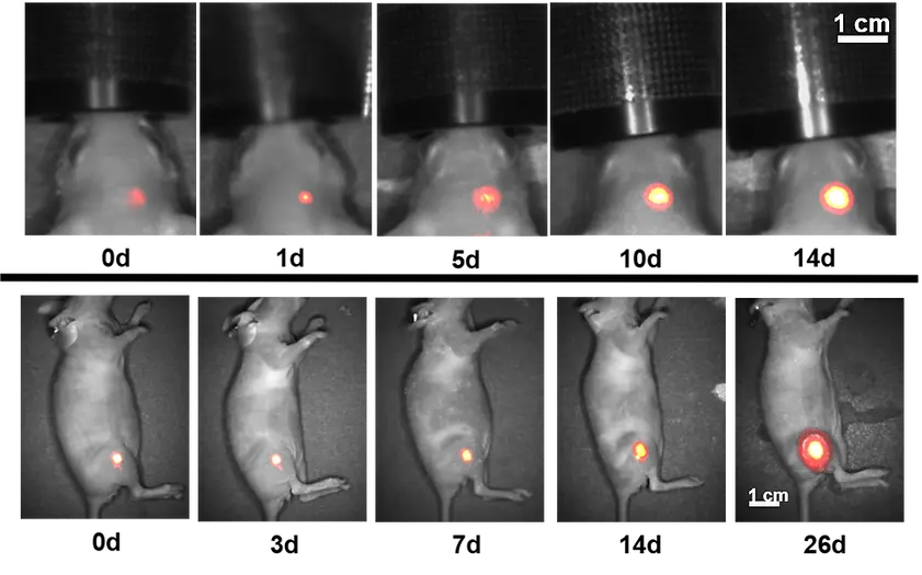 NIR-II Acoerela Dye  - In vivo imaging