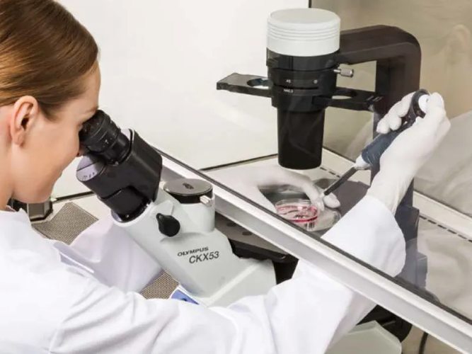 EVIDENT CKX-53 Compact Cell Culture Microscope used in laminar flow