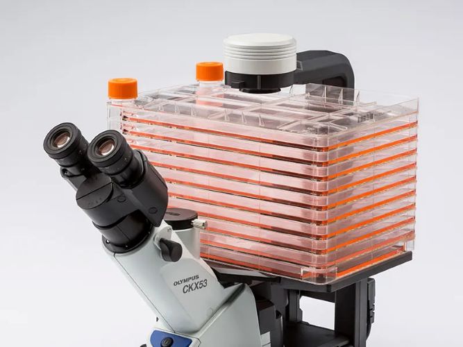 CKX53 Compact Cell Culture Microscope for Comprehensive Observation for Multilayer Tissue Flask (cell factories)