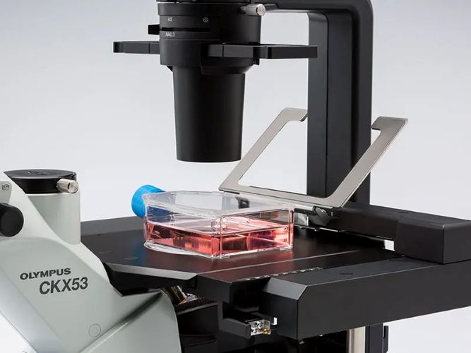 CKX53 Compact Cell Culture Microscope for Comprehensive Observation for Tissue Flask (T-Flasks)