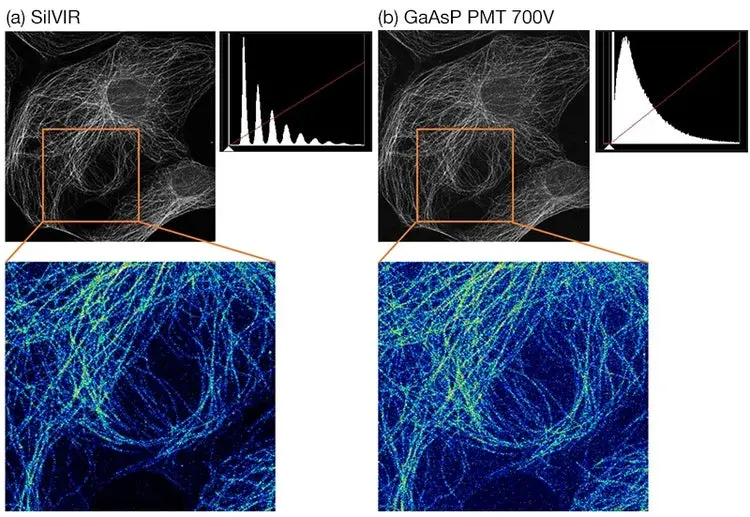 Comparison between SilVIR and GaAsP-PMT detectors showing superior S/N ratio for low-signal fluorescence imaging.webp