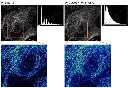 Comparison between SilVIR and GaAsP-PMT detectors showing superior S/N ratio for low-signal fluorescence imaging.webp