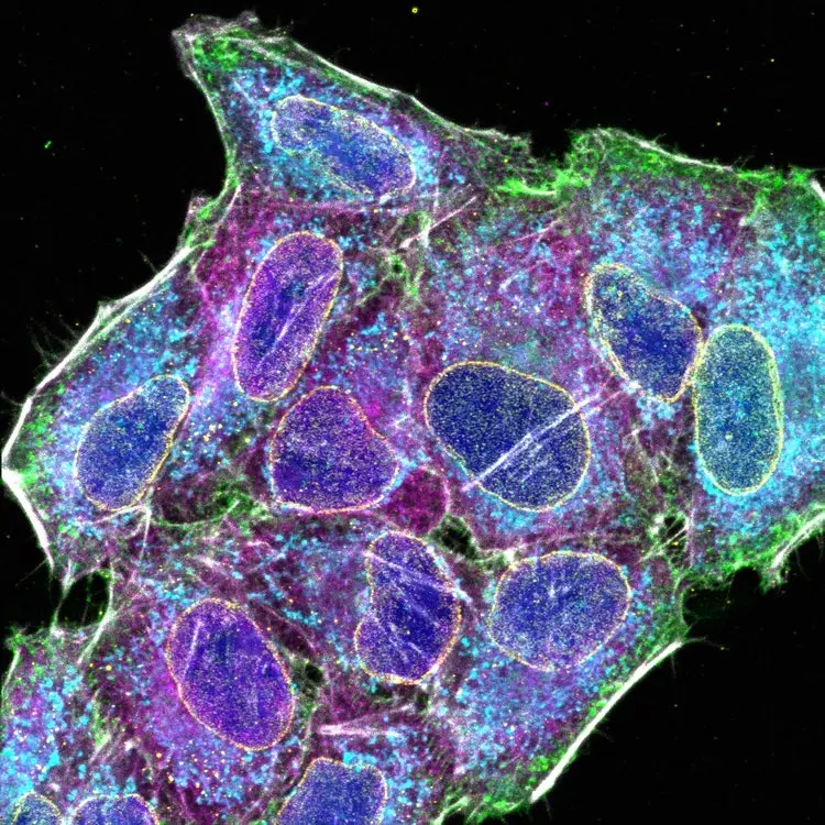 Multiplex confocal fluorescence image of HeLa cells labeled with 6 distinct fluorochromes, captured using the FV4000’s TruSpectral system. Highlights include nuclei (DAPI, blue), membrane (AF488, green), nuclear pore (AF561, yellow), microtubules (Qdot605, magenta), mitochondria (DeepRed, cyan), and actin (AF750, gray)