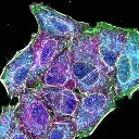 Multiplex confocal fluorescence image of HeLa cells labeled with 6 distinct fluorochromes, captured using the FV4000’s TruSpectral system. Highlights include nuclei (DAPI, blue), membrane (AF488, green), nuclear pore (AF561, yellow), microtubules (Qdot605, magenta), mitochondria (DeepRed, cyan), and actin (AF750, gray)