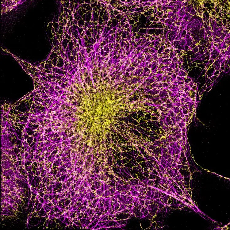 Super-Resolution Imaging of COS7 Cells – ER and Tubulin with AF647 & CF680 | Spectral Demixing by Abbelight on Evident IX System | Analis