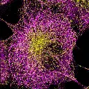 Super-Resolution Imaging of COS7 Cells – ER and Tubulin with AF647 & CF680 | Spectral Demixing by Abbelight on Evident IX System | Analis
