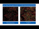 youtube - Video Evident scanR High-Content Screening System: Monitoring Cell Cycle Dynamics During Stem Cell Differentiation