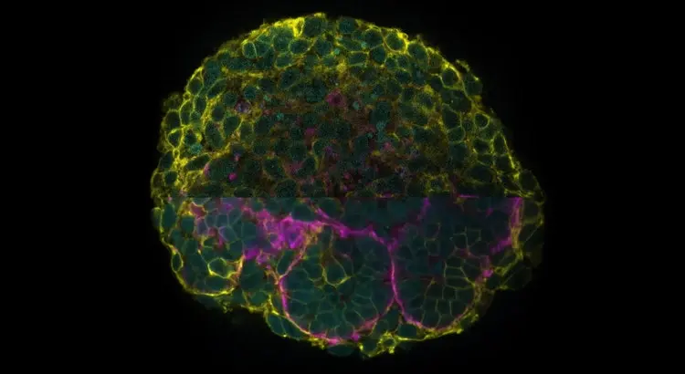 Multiphoton deep imaging of kidney organoids.webp