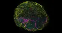 Multiphoton deep imaging of kidney organoids.webp