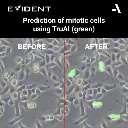 Evident-ScanR-High-end-microscope-Prediction-of-mitotic-cell-using-TruAI.webp