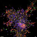IX85-spin-xl-image-Neurons-DAPI (blue)-ATP5(yellow)-vimentin(red)-MAP2(green).webp