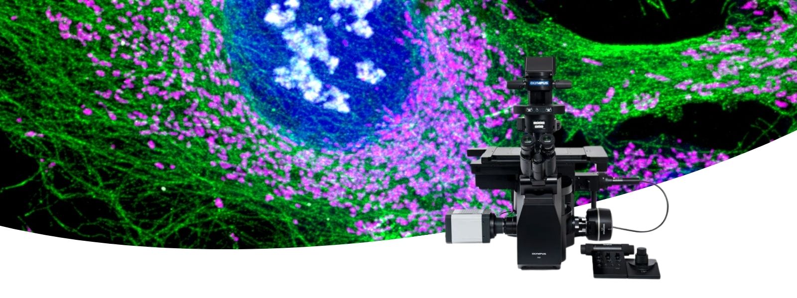 Inverted Microscopes for Life Sciences