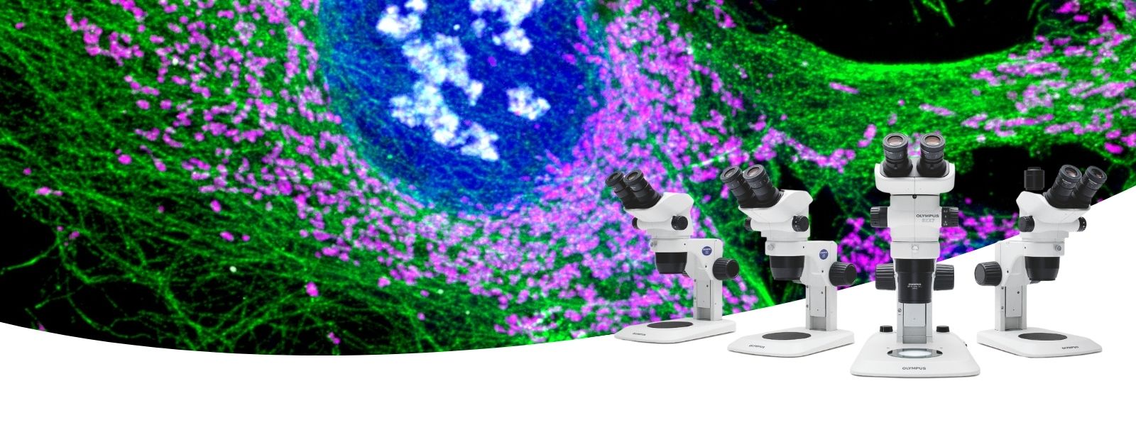 Stereo Microscopes for Life Sciences